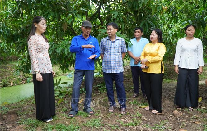 Du khách nghe ông Trần Phú Hậu (thứ 2, từ trái sang) giới thiệu về mô hình canh tác xoài theo hướng hữu cơ. Ảnh: Nhựt An - TTXVN