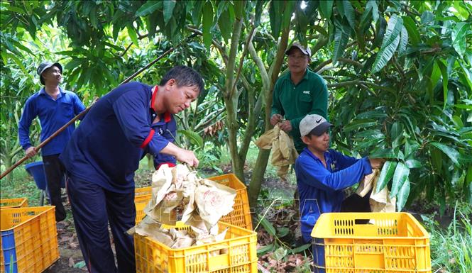 Thu hoạch xoài tại nhà vườn ở xã Mỹ Thọ (Đồng Tháp). Ảnh: Nhựt An - TTXVN