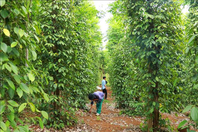 A pepper farm in Con Tien commune, the central province of Quang Tri. VNA Photo: Tường Vi