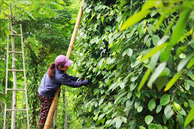 A pepper farm in Con Tien commune, the central province of Quang Tri. VNA Photo: Tường Vi