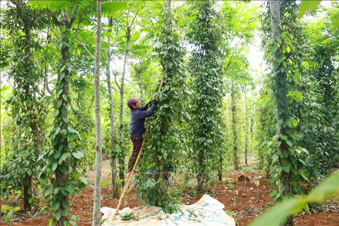 A pepper farm in Con Tien commune, the central province of Quang Tri. VNA Photo: Tường Vi