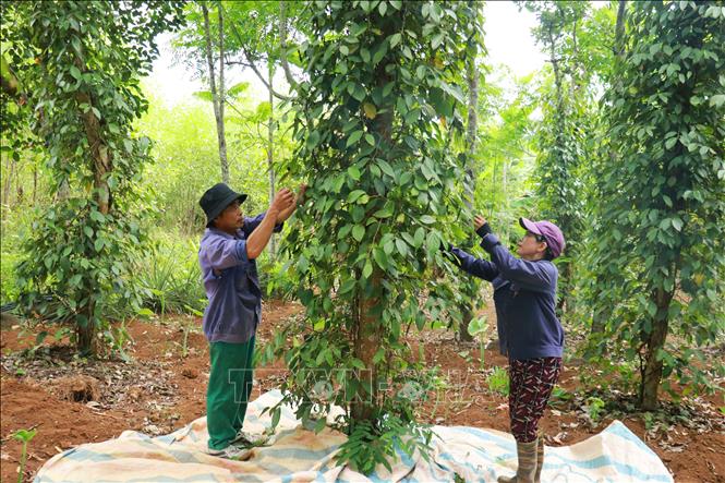 A pepper farm in Con Tien commune, the central province of Quang Tri. VNA Photo: Tường Vi