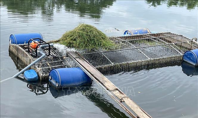 Lồng cá của người dân trên sông Bồ. Ảnh: TTXVN phát