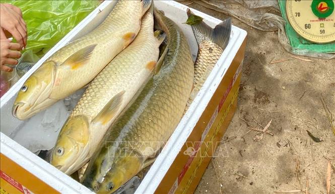 Cá lồng bị chết hàng loạt. Ảnh: TTXVN phát
