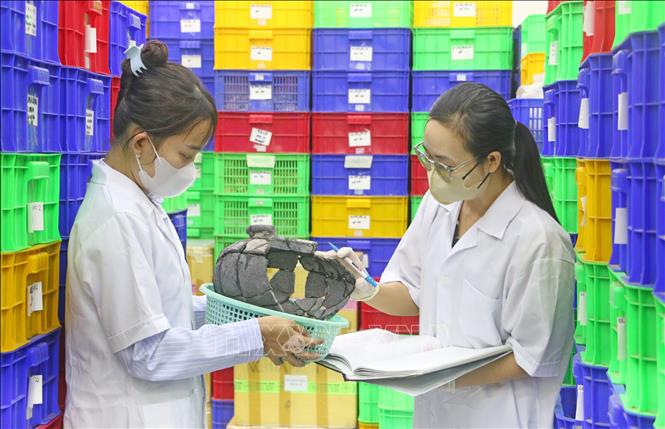 Cán bộ, nhân viên Ban Quản lý Di tích văn hóa Óc Eo (tỉnh An Giang) đang chỉnh lý, sắp xếp lại kho lưu trữ hiện vật đã được khai quật, phục vụ công tác trưng bày và quá trình đánh giá của đoàn chuyên gia quốc tế. Ảnh: Công Mạo-TTXVN