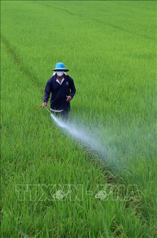Chăm sóc lúa Hè Thu 2026 đang giai đoạn đẻ nhánh tại xã Tân Hòa, thành phố Cần Thơ. Ảnh: Duy Khương - TTXVN