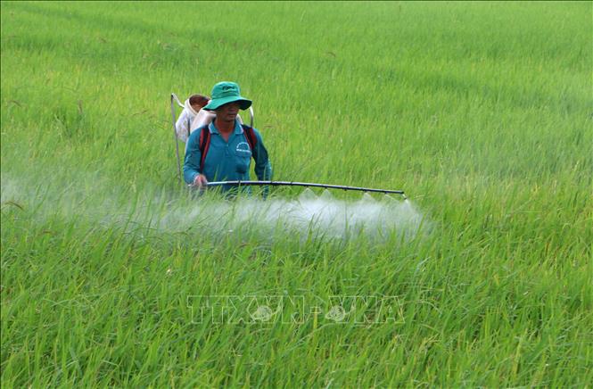 Chăm sóc lúa Hè Thu 2026 đang giai đoạn trổ bông tại xã Vị Thanh 1, thành phố Cần Thơ. Ảnh: Duy Khương – TTXVN