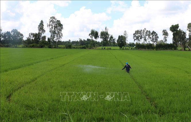 Chăm sóc lúa Hè Thu 2026 đang giai đoạn đẻ nhánh tại xã Tân Hòa, thành phố Cần Thơ. Ảnh: Duy Khương – TTXVN