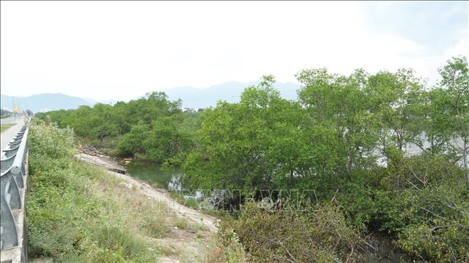Hàng cây đước mọc tự nhiên hai bên bờ sông Quán Trường, Phường Nam Nha Trang (Khánh Hòa) gây cản trở dòng chảy, thoát lũ. Ảnh: Đặng Tuấn - TTXVN 