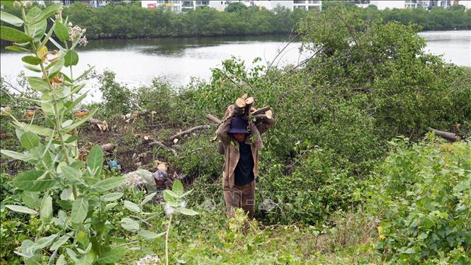 Công nhân vận chuyển các cây đước. Ảnh: Đặng Tuấn - TTXVN