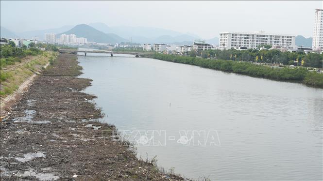 Sau khi chặt hạ, cây đước được công nhân tập kết, di dời ra khỏi hai bờ sông nhằm bảo đảm mặt bằng thông thoáng, phục vụ thi công dự án. Ảnh: Đặng Tuấn - TTXVN