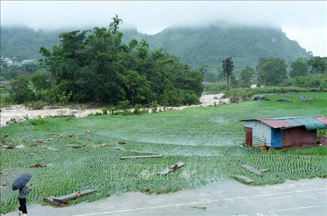 Mưa lũ gây thiệt hại về hoa màu của người dân tại bản San Thàng phường Tân Phong tỉnh Lai Châu. Ảnh: Quý Trung - TTXVN