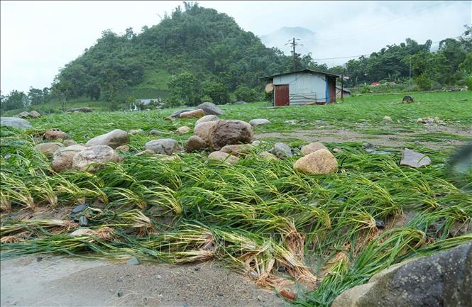 Nhiều khối đá lớn do nước lũ đưa về ngổn ngang trên diện tích lúa của người dân. Ảnh: Quý Trung – TTXVN