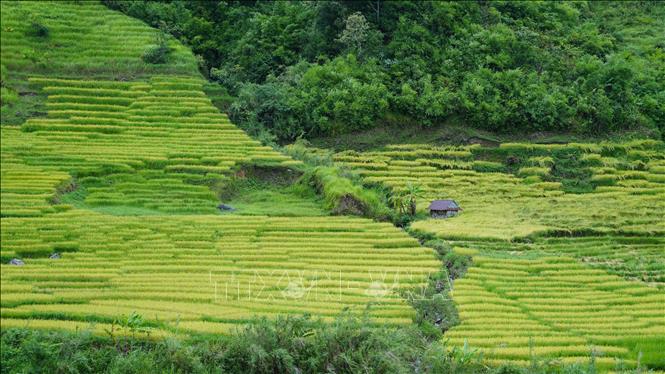Lúa chín trên các thửa ruộng bậc thang ở chân núi Ngọc Linh. Ảnh: Dư Toán – TTXVN