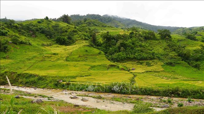 Lúa chín trên các thửa ruộng bậc thang ở xã Ngọc Linh. Ảnh: Dư Toán – TTXVN