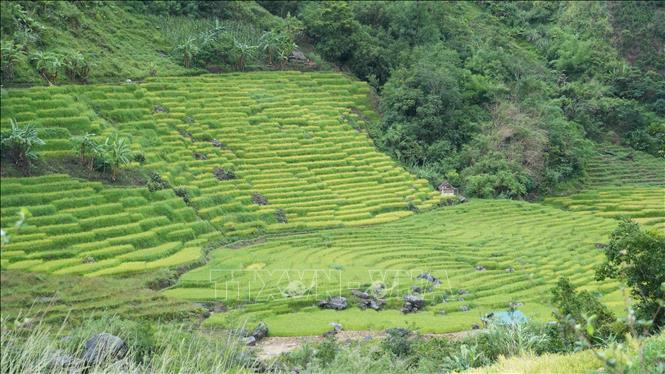 Lúa chín trên các thửa ruộng bậc thang ở xã Ngọc Linh. Ảnh: Dư Toán – TTXVN