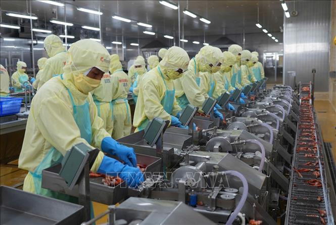 Công nhân sản xuất chế biến tôm xuất khẩu tại nhà máy của Công ty Trách nhiệm hữu hạn chế biến Thủy sản Minh Phú – Khánh An. Ảnh: Tuấn Phi - TTXVN