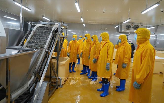 Đoàn công tác Tỉnh ủy Cà Mau khảo sát việc ứng dụng công nghệ cao trong quy trình sản xuất tại nhà máy. Ảnh: Tuấn Phi - TTXVN
