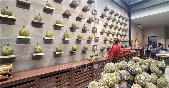 Một quầy giới thiệu các giống sầu riêng cao cấp tại Malaysia.Ảnh: Bùi Hoàn-TTXVN
