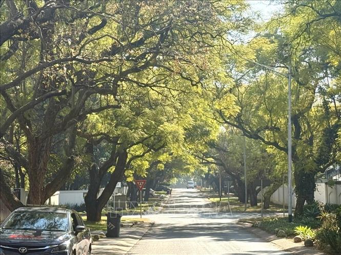 Những con đường rợp bóng mát của cây phượng tím.   Ảnh: Đặng Huyền - PV TTXVN tại Nam Phi
