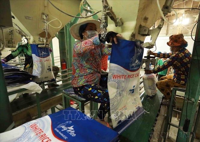 Philippines là thị trường xuất khẩu gạo lớn nhất của Việt Nam, chiếm khoảng 40% tổng lượng gạo xuất khẩu. Trong ảnh: Đóng gói gạo xuất khẩu tại Công ty TNHH gạo Vinh Phát ở phường Thới Thuận, quận Thốt Nốt, thành phố Cần Thơ Ảnh: Vũ Sinh - TTXVN