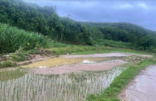 Heavy rains trigger floodings on rice fields in Tran Yen commune, Lao Cai province. VNA/Photo by courtesy