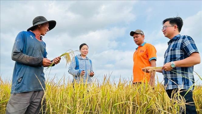 Tiến độ thực hiện Đề án vẫn còn chậm so với kỳ vọng, hiện diện tích tham gia mới đạt 1.380 ha, tương đương 2,52% kế hoạch tổng thể đến năm 2030.  Ảnh: Huỳnh Anh - TTXVN