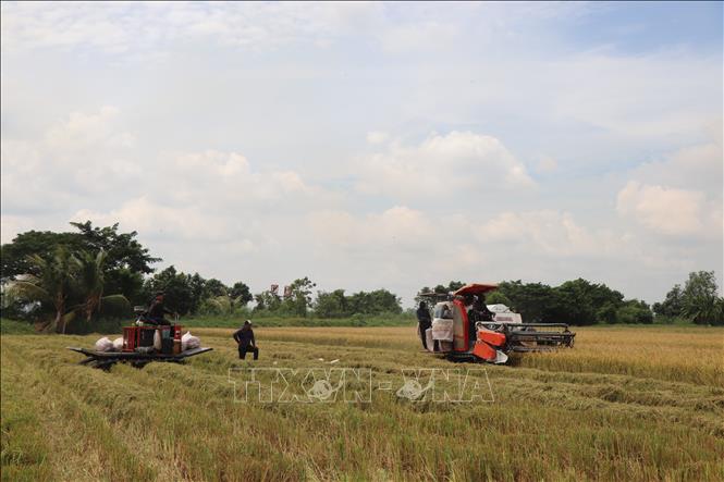 Thu hoạch lúa Hè Thu sớm trên cánh đồng xã Thới Lai. Ảnh: Thu Hiền - TTXVN