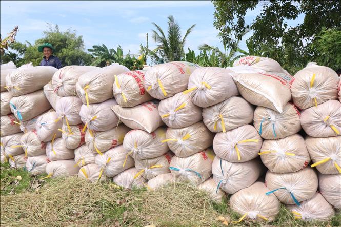 Năng suất lúa vụ Hè Thu năm nay dao động ở mức khá thấp, chỉ từ 300 kg đến 700 kg/công tầm lớn (khoảng 1.300 m²). Ảnh: Thu Hiền – TTXVN