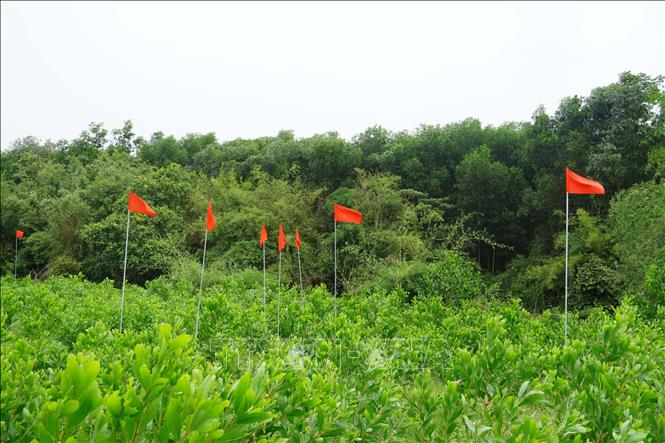 Các vị trí nghi có hài cốt tại khu vực Câu Nhi, xã Nam Hải Lăng. Ảnh: Tường Vi - TTXVN
