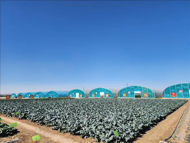  Mô hình trang trại ứng dụng công nghệ cao tại Ninh Hạ (Trung Quốc). Ảnh:  Trương Anh Tuấn - PV TTXVN tại Trung Quốc