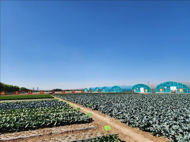 Mô hình trang trại trồng hoa màu áp dụng công nghệ mới ở Ninh Hạ. Ảnh: Trương Anh Tuấn - PV TTXVN tại Trung Quốc