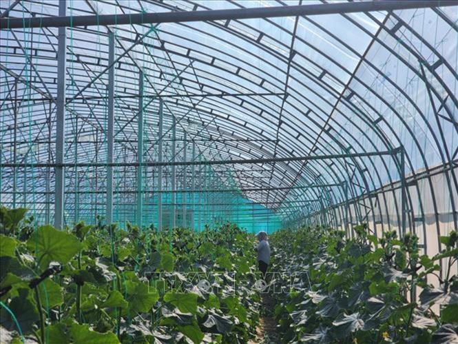 Ứng dụng khoa học công nghệ trong nông nghiệp ở Ninh Hạ. Ảnh: Trương Anh Tuấn - PV TTXVN tại Trung Quốc