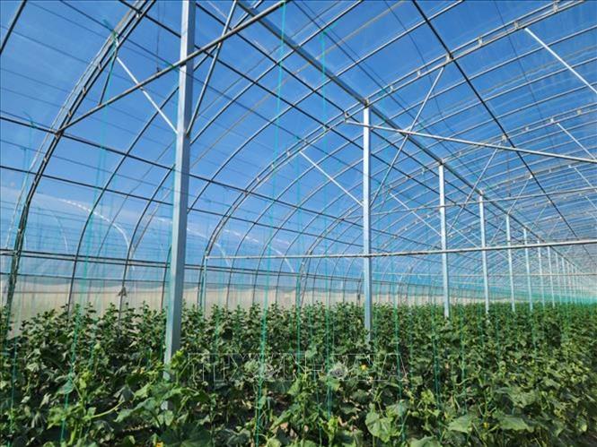 Công nghệ trồng trong nhà kính kết hợp hệ thống tự động để kiểm soát môi trường. Ảnh: Trương Anh Tuấn - PV TTXVN tại Trung Quốc