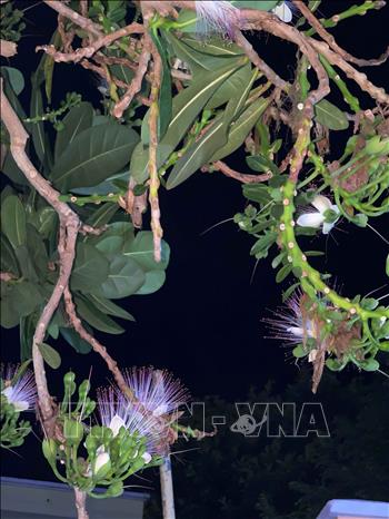 Hoa bàng vuông chỉ nở đẹp vào ban đêm; là kết tinh của biển, những cánh hoa màu trắng ngà, nhụy dài màu tím hồng tỏa tròn với hàng trăm đầu nhị nhỏ mang những bao phấn vàng nhạt lấp lánh như bầu trời sao giữa đêm, Ảnh: Kha Phạm - TTXVN
