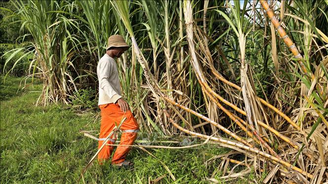 Nhiều tháng trời, người dân mòn mỏi chờ Công ty đến thu mua mía. Ảnh: Sỹ Thắng - TTXVN 