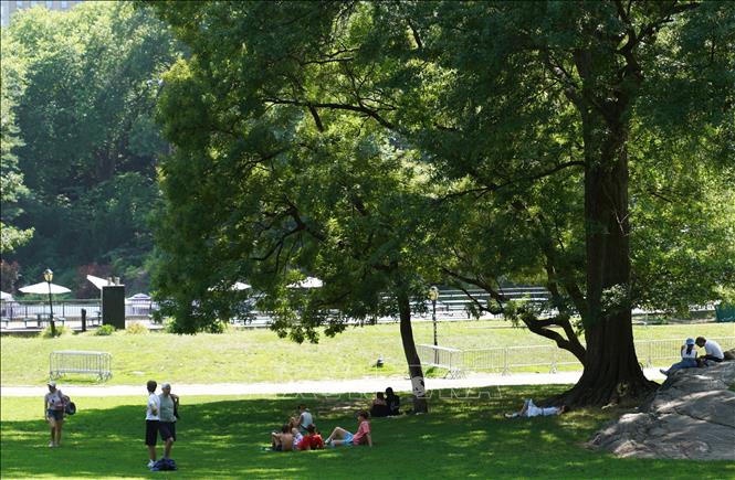 Người dân tránh nóng dưới bóng cây tại New York, Mỹ. Ảnh: THX/TTXVN phát