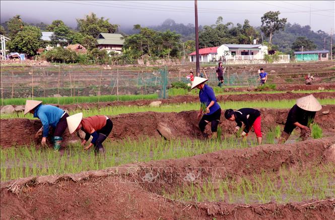 Người dân xã biên giới Thanh Thủy (Tuyên Quang) tranh thủ thời tiết thuận lợi xuống đồng cấy lúa vụ mùa, bảo đảm khung thời vụ. Ảnh: Đức Thọ - TTXVN