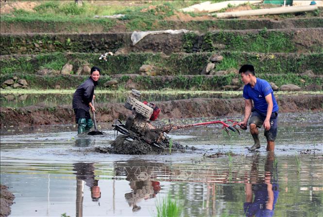 Tiếng máy cày vang khắp cánh đồng, hòa cùng nhịp lao động hối hả, báo hiệu một mùa vụ mới bắt đầu. Ảnh: Đức Thọ - TTXVN