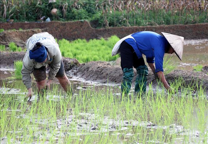 Người dân xã biên giới Thanh Thủy (Tuyên Quang) tranh thủ thời tiết thuận lợi xuống đồng cấy lúa vụ mùa, bảo đảm khung thời vụ. Ảnh: Đức Thọ - TTXVN