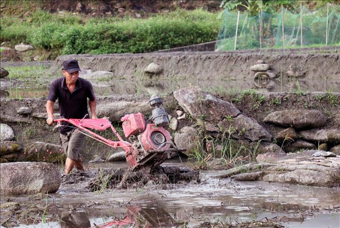 Tiếng máy cày rền vang khắp cánh đồng, hòa cùng nhịp lao động hối hả, báo hiệu một mùa vụ mới bắt đầu.  Ảnh: Đức Thọ - TTXVN