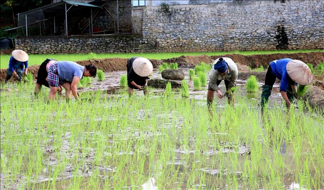 Người dân xã biên giới Thanh Thủy (Tuyên Quang) tranh thủ thời tiết thuận lợi xuống đồng cấy lúa vụ mùa, bảo đảm khung thời vụ. Ảnh: Đức Thọ - TTXVN