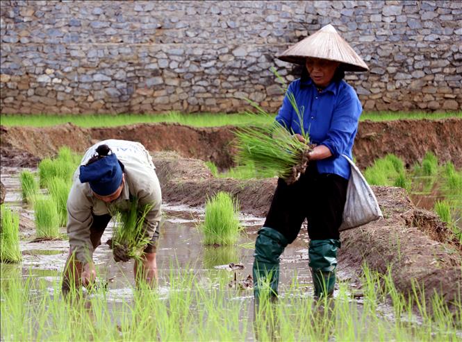 Người dân xã biên giới Thanh Thủy (Tuyên Quang) tranh thủ thời tiết thuận lợi xuống đồng cấy lúa vụ mùa, bảo đảm khung thời vụ. Ảnh: Đức Thọ - TTXVN