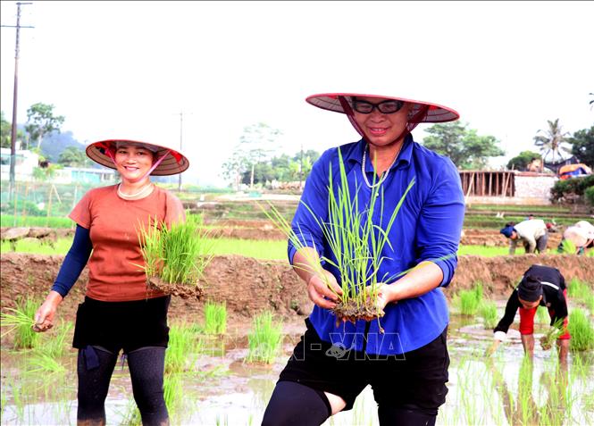 Tiếng cười nói rộn ràng của người dân Thanh Thủy (Tuyên Quang) vang trên những thửa ruộng bậc thang trong mùa cấy lúa vụ mùa. Ảnh: Đức Thọ - TTXVN