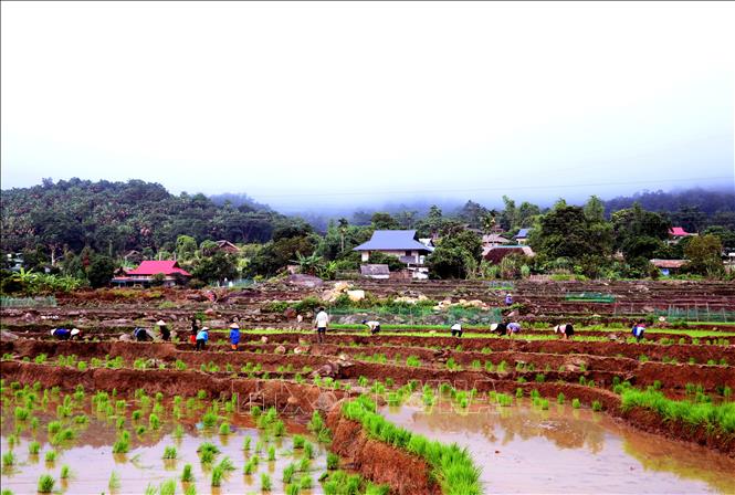 Giữa khung cảnh núi rừng hùng vĩ, người dân vùng biên Thanh Thủy (Tuyên Quang) rộn ràng xuống đồng cấy lúa vụ mùa. Ảnh: Đức Thọ - TTXVN