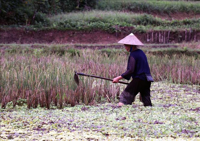 Người dân vùng biên Thanh Thủy (Tuyên Quang) khẩn trương làm đất, chuẩn bị gieo cấy lúa vụ mùa. Ảnh: Đức Thọ - TTXVN