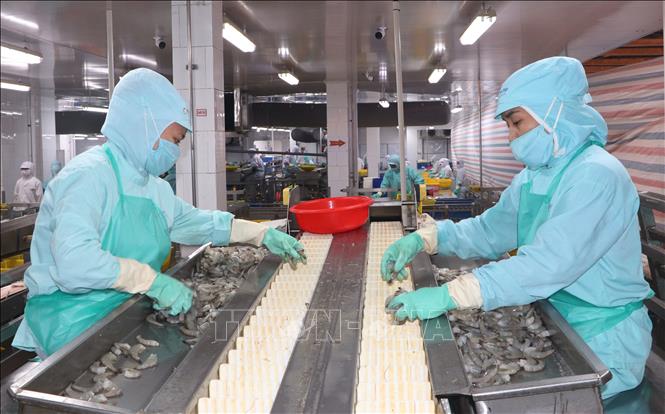 Cà Mau đặt mục tiêu sản lượng chế biến tôm đến năm 2030 đạt 710.000 tấn. Ảnh: Tuấn Phi - TTXVN