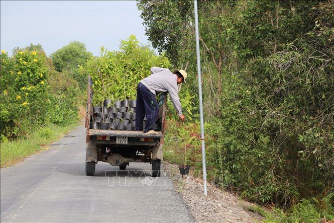 Người dân xã Tân Phước 1 (Đồng Tháp) trồng cây trên đường giao thông nông thôn. Ảnh: Hồng Nhung -  TTXVN 
