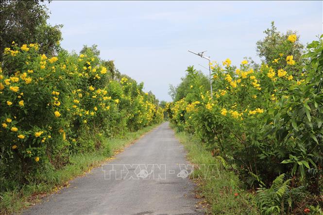 Tuyến đường giao thông nông thôn xã Tân Phước 1 (Đồng Tháp) được trồng hai hàng cây hoàng yến. Ảnh: Hồng Nhung -  TTXVN 
