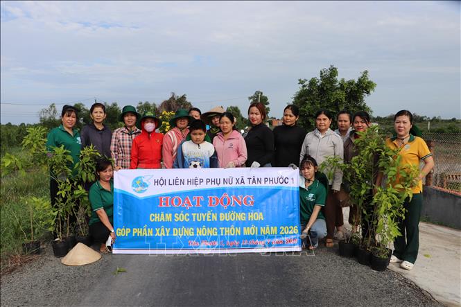 Hội Liên hiệp Phụ nữ xã Tân Phước 1 (Đồng Tháp) tổ chức trồng 250 cây hoàng yến dọc tuyến đường Bắc Trung Tâm của xã. Ảnh: Hồng Nhung -  TTXVN 